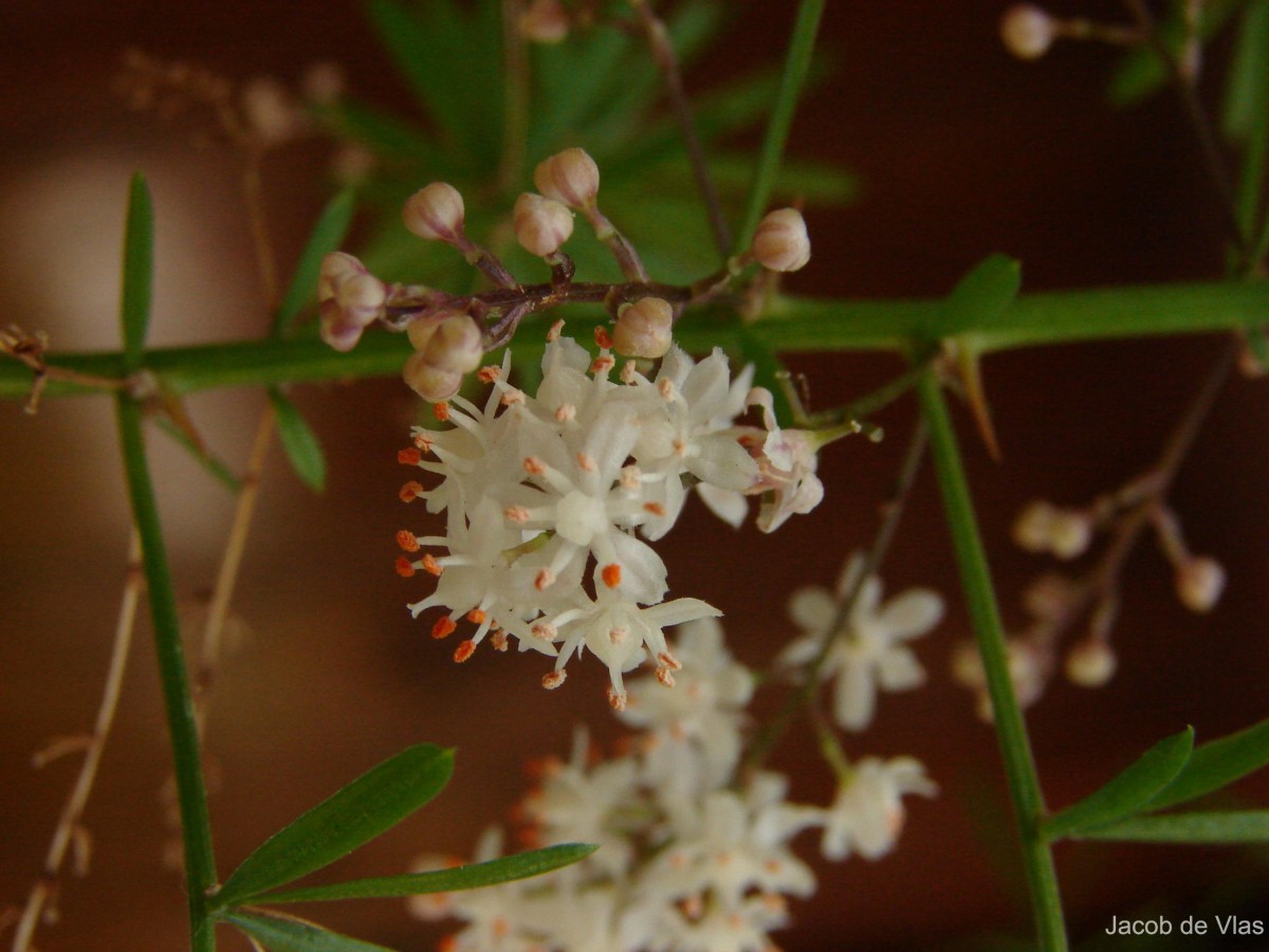 Asparagus densiflorus (Kunth) Jessop